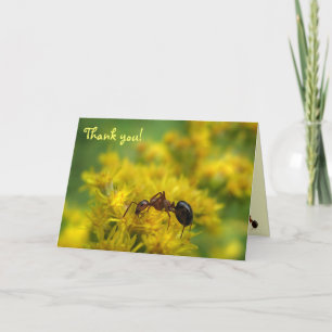 Tiny Ant on Goldenrod Tack Kort