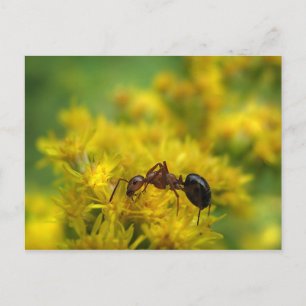 Tiny Ant on Goldenrod Vykort