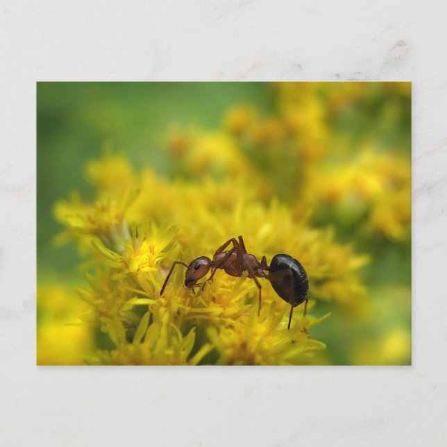 Tiny Ant on Goldenrod Vykort (Framsida)