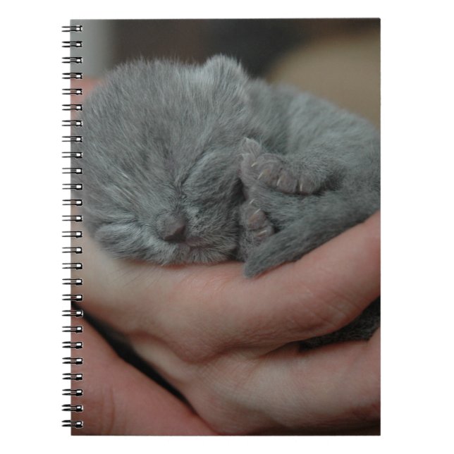 Tiny Baby blue Kitten Anteckningsbok (Framsidan)