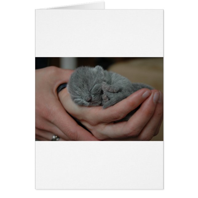 Tiny Baby blue Kitten Hälsningskort (Framsidan)