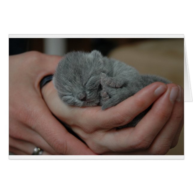 Tiny Baby blue Kitten Hälsningskort (Framsidan Horizontal)