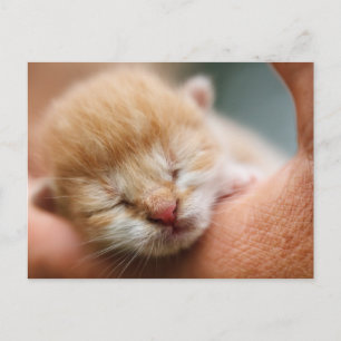 Tiny Baby Kitten Vykort