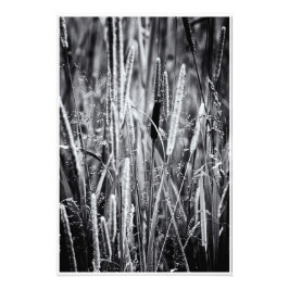 Tiny Bull Rush Marsh Grasses Black and White Fototryck