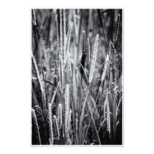 Tiny Bull Rush Marsh Grasses Black and White Fototryck