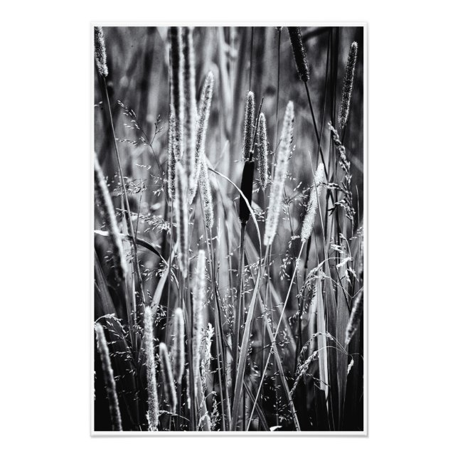 Tiny Bull Rush Marsh Grasses Black and White Fototryck (Framsidan)