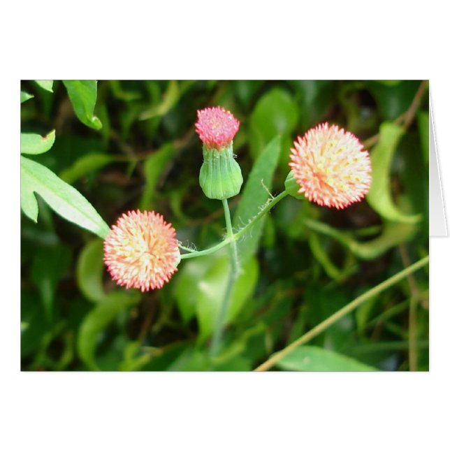 Tiny CheerLedarkort OBS Kort (Framsidan Horizontal)