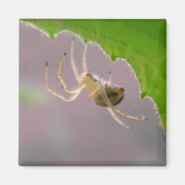 Tiny Desert Spider - Magnet #1 (Framsidan)