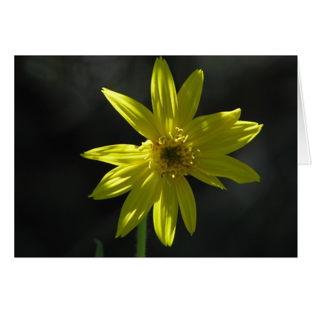Tiny Flower Hälsningskort (Framsidan Horizontal)