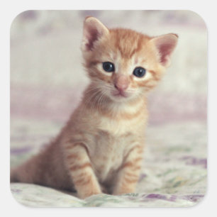 Tiny Ginger Kitten Fyrkantigt Klistermärke