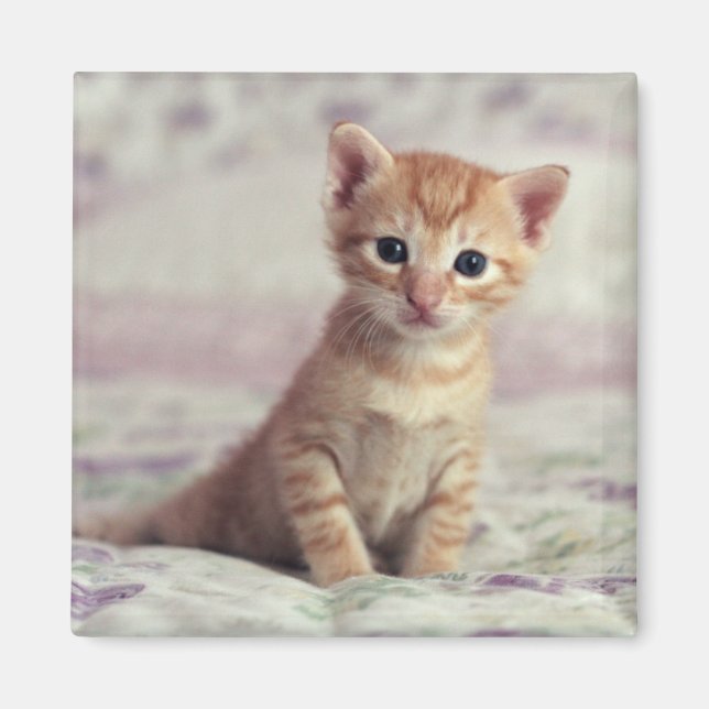 Tiny Ginger Kitten Magnet (Framsidan)