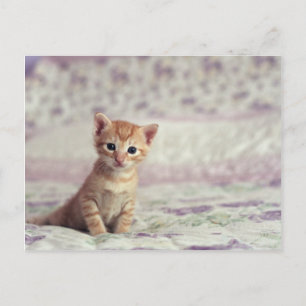 Tiny Ginger Kitten Vykort