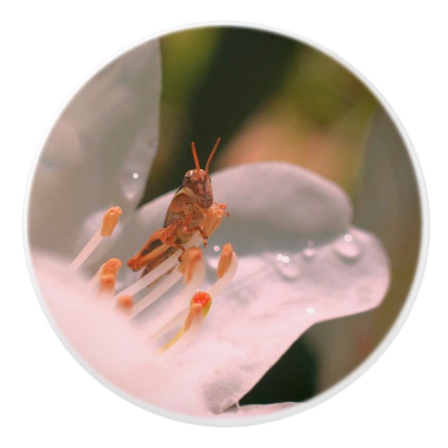 Tiny Grashopper on White Azalea Flower Knopp (Framsidan)