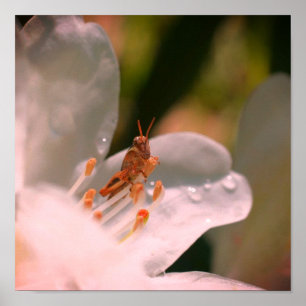 Tiny Grashopper on White Azalea Flower Poster