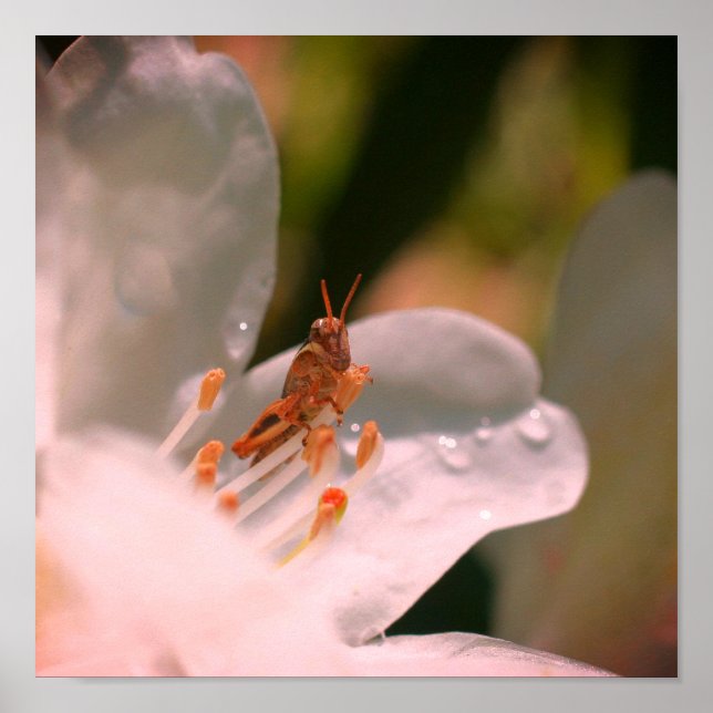 Tiny Grashopper on White Azalea Flower Poster (Framsidan)