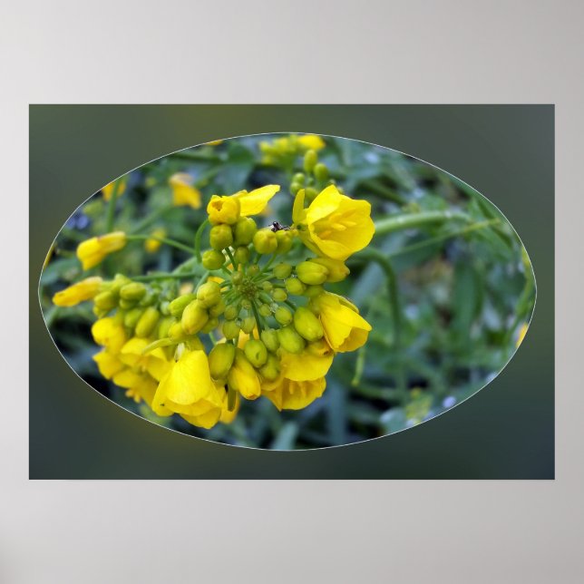 Tiny gula blommor poster (Framsidan)