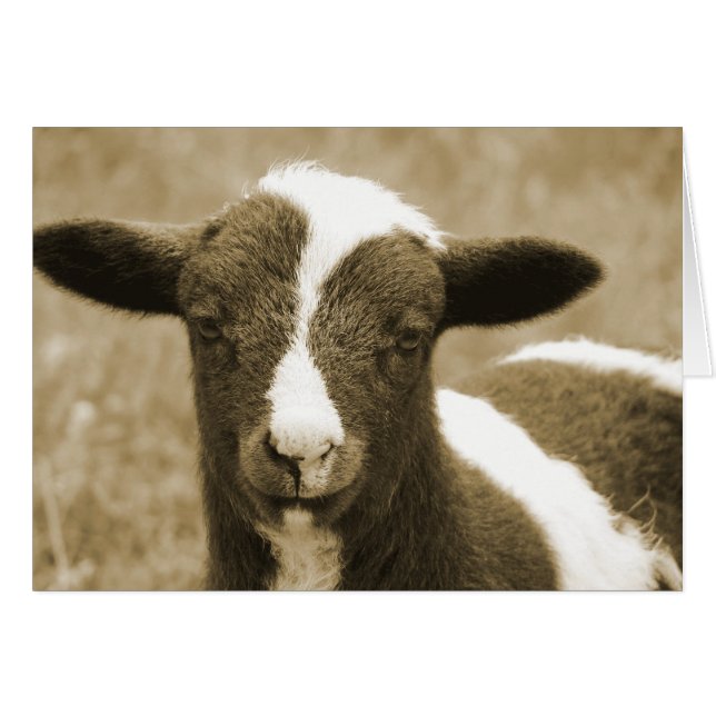 Tiny Hälsningskort (Framsidan Horizontal)