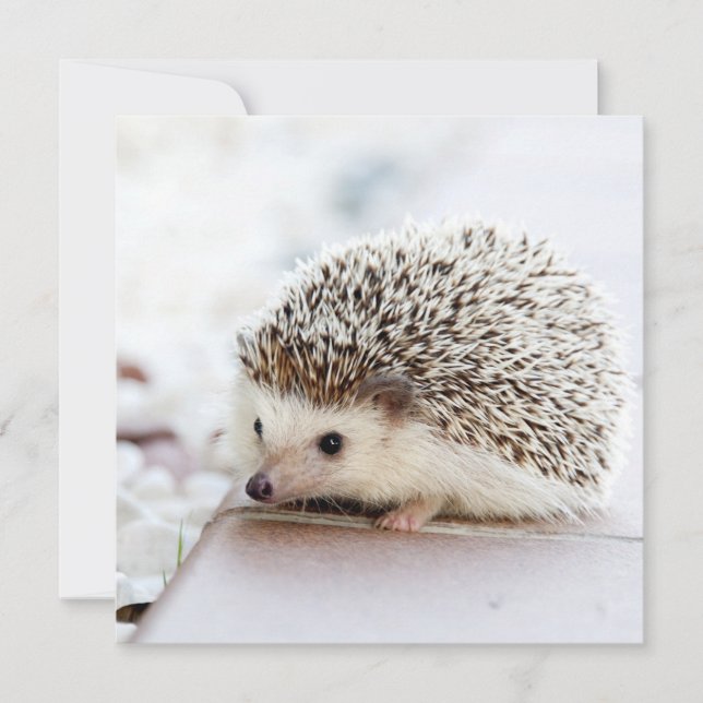 Tiny Hedgehog (Framsida)