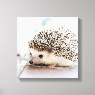 Tiny Hedgehog Canvastryck