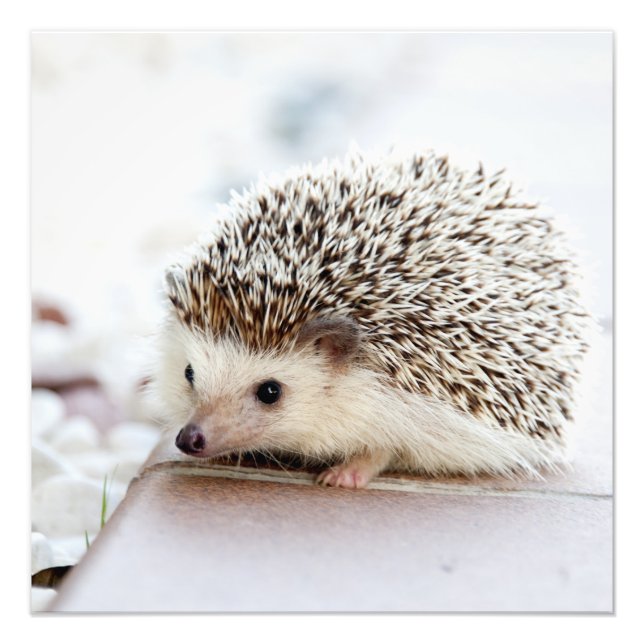 Tiny Hedgehog Fototryck (Framsidan)