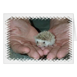Tiny hedgehog in two händer hälsningskort