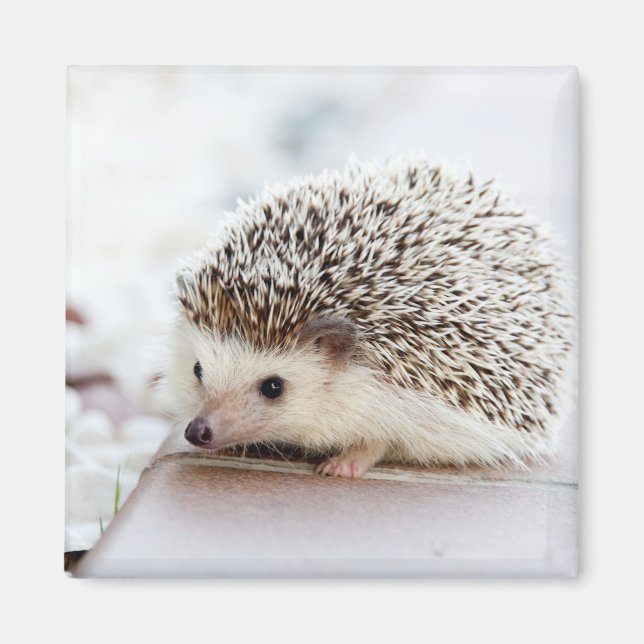 Tiny Hedgehog Magnet (Framsidan)