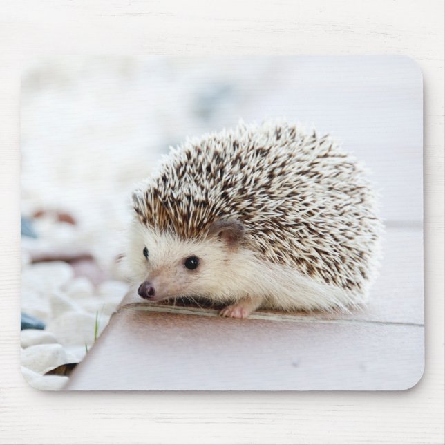 Tiny Hedgehog Musmatta (Framsidan)