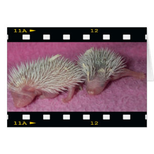 Tiny hedgehog spädbarn hälsningskort
