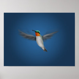 Tiny Illustrated Hummingbird Poster