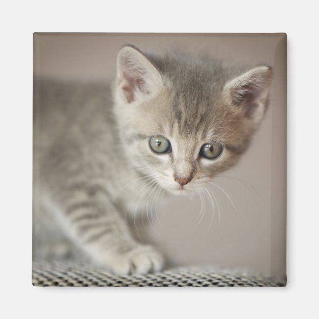 Tiny Kitten Magnet (Framsidan)