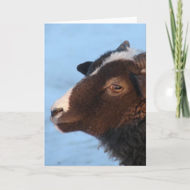 Tiny Kort (Framsida)