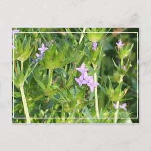 Tiny Lila Wildblommor Vykort
