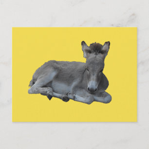 Tiny Little Grått Donkey Foal Vykort