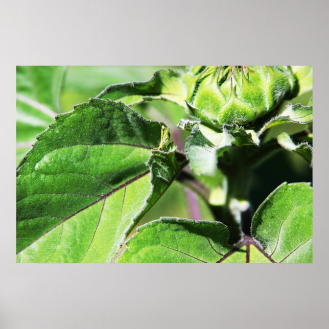 Tiny Mantis Poster (Framsidan)