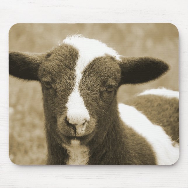 Tiny Musmatta (Framsidan)