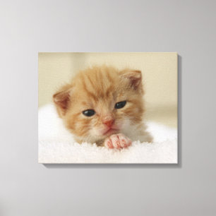 Tiny Orange Kitten Canvastryck