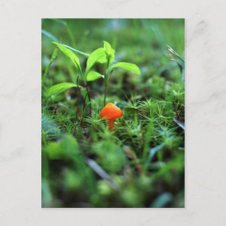 Tiny Orange Mushroom Vykort