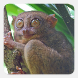 Tiny Philippine tarsier Fyrkantigt Klistermärke