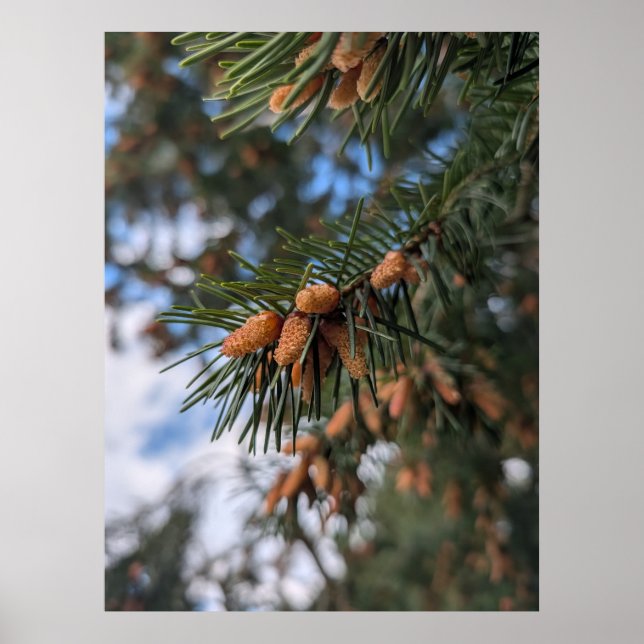 Tiny Pine Cones Poster (Framsidan)