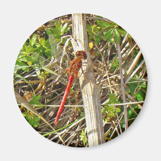 Tiny Red Dragonfly i november Magnet (Framsidan)
