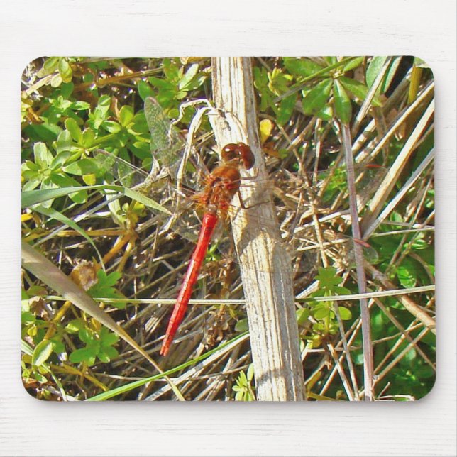 Tiny Red Dragonfly i november Musmatta (Framsidan)