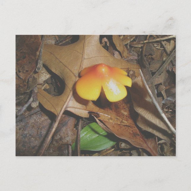 Tiny Red Gult Mushroom vycard Vykort (Framsida)