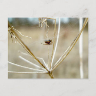 Tiny Spider on Dry Queen Anne's Snöre Postcard Vykort