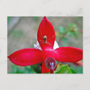 Tiny Spider on Miniature Fuschia Vykort