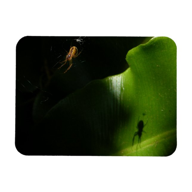 Tiny Spider Photo Magnet (Horisontell)
