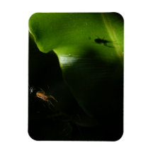Tiny Spider Photo Magnet