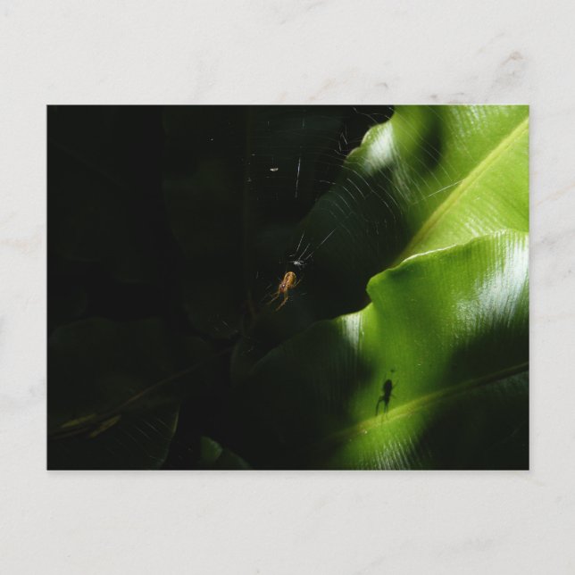 Tiny Spider-vykort Vykort (Framsida)