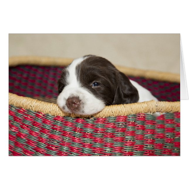 Tiny Springer Spain Puppy Card Hälsningskort (Framsidan Horizontal)