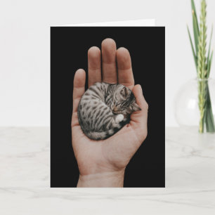 Tiny Tabby Kort