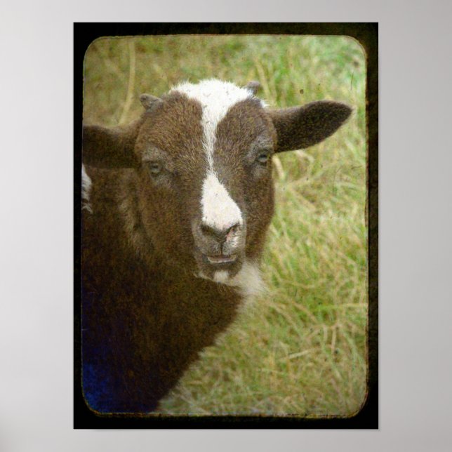 Tiny the Jacob Ewe Lamb Poster (Framsidan)
